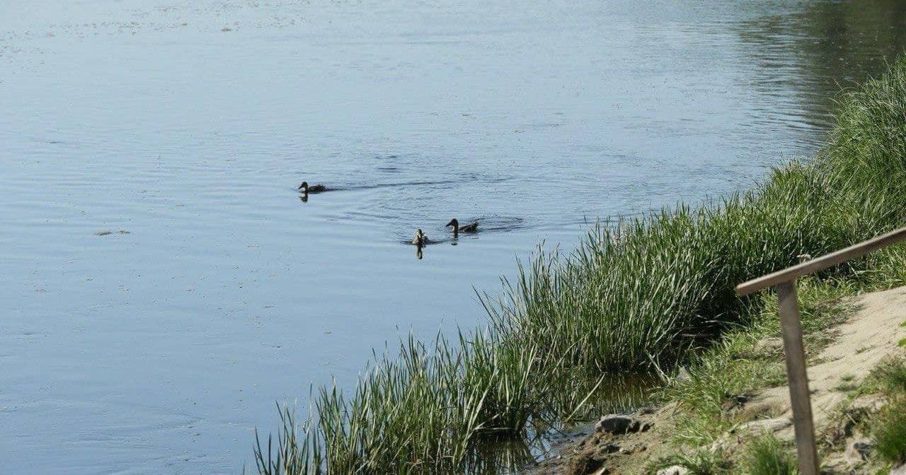 Рух забруднення річок Сейм та Десна у напрямку Києва сповільнюється / Фото Міндовкілля