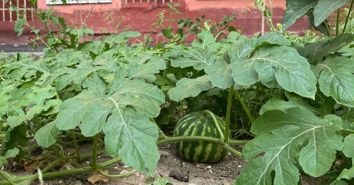 В Харькове арбузы растут просто под окнами многоэтажек / Фото Glavnoe.in.ua