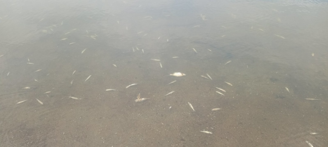 Фото: Государственная экологическая инспекция в Винницкой области.