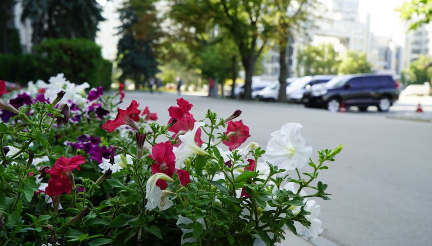 Цветы в центре Харькова / Фото: Суспільне