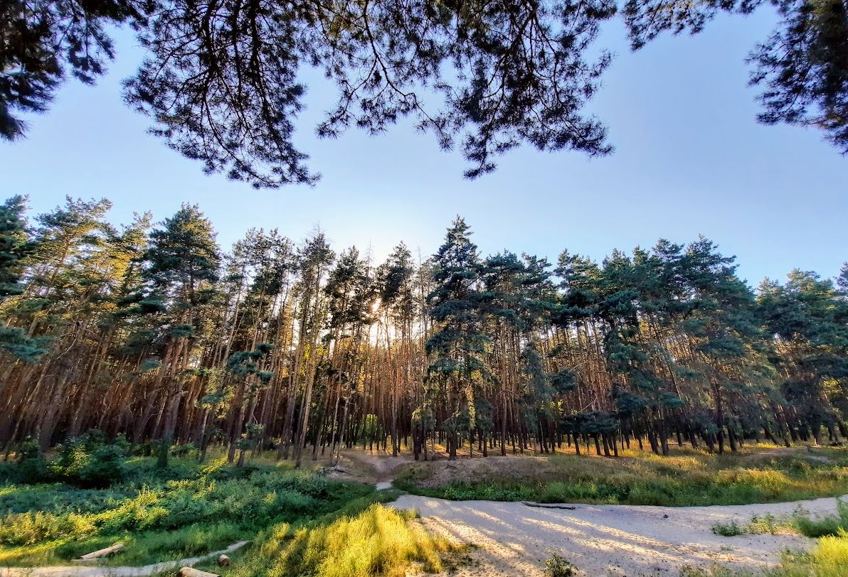 Лесной заказник Григорьевский бор в Харькове / glavnoe.in.ua
