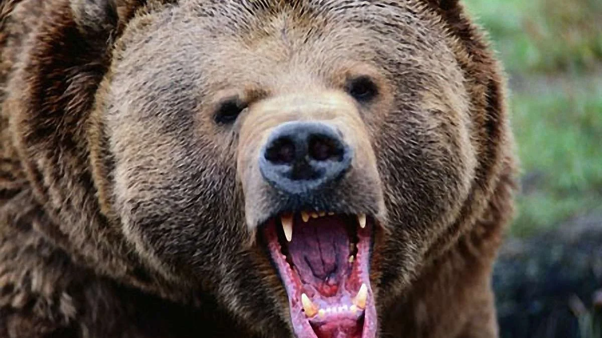 Ілюстративне фото з відкритих джерел