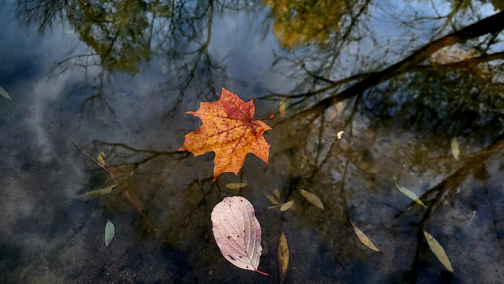 Осінь у Харкові / Фото: Суспільне Харків