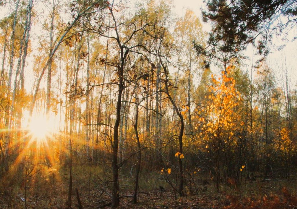 Осень в Чернобыльском заповеднике / Фото: Чернобыльский Радиационно-экологический Биосферный заповедник