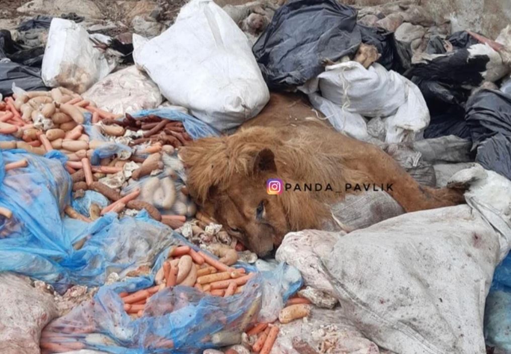 Мертвого льва нашли на свалке / Фото: Instagram/panda_pavlik