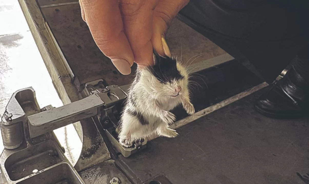 Беглые хомяки / Correio da Manhã