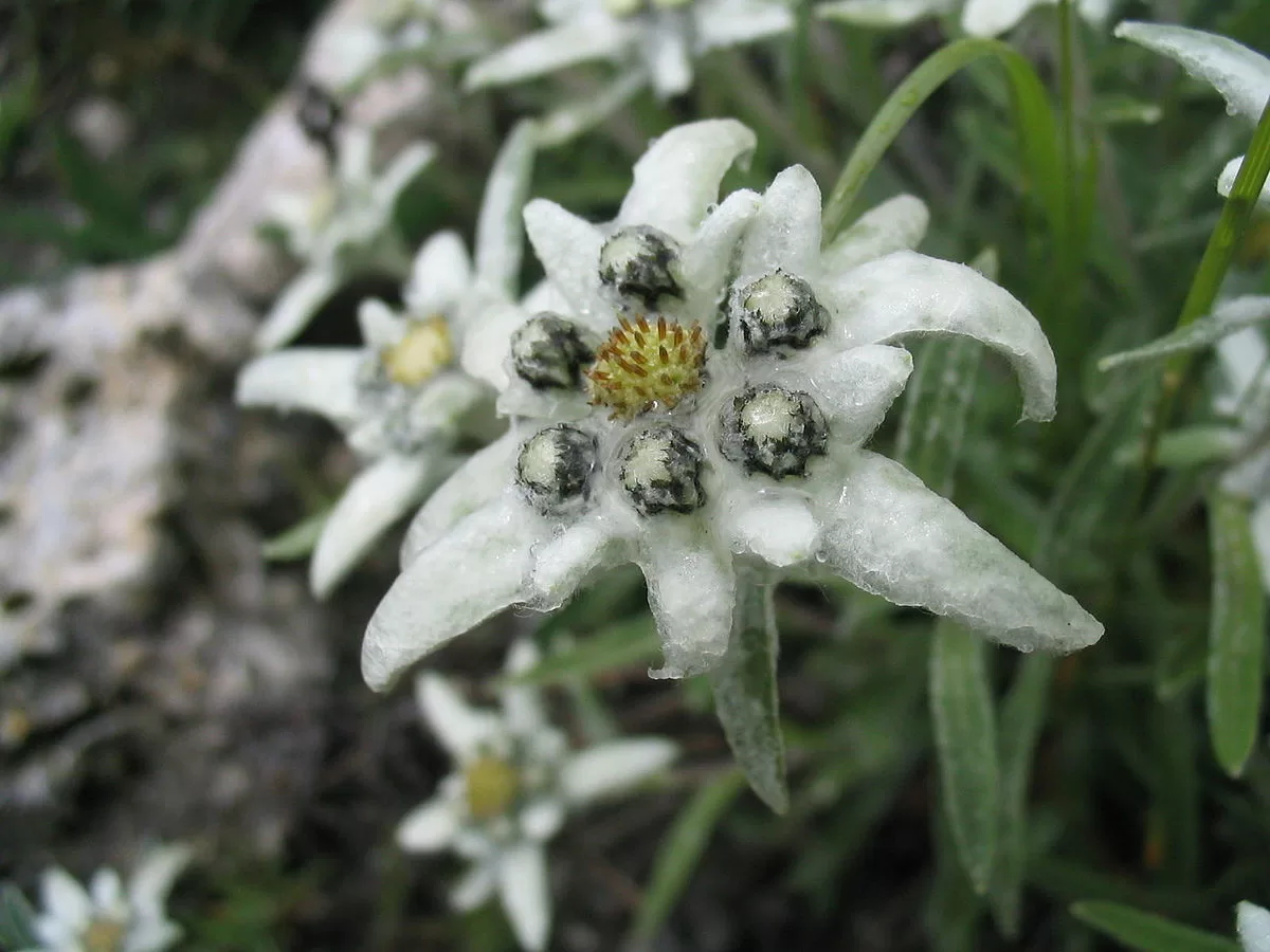 Ілюстративне фото з відкритих джерел