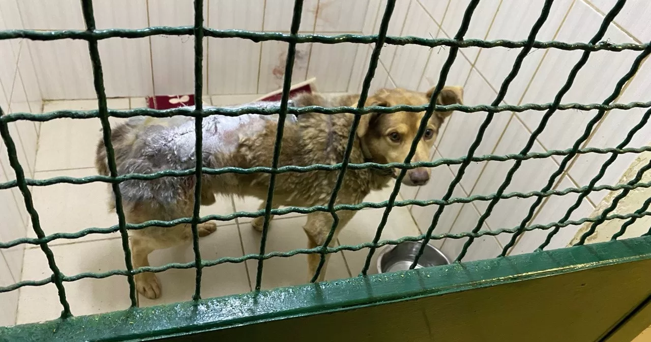 Пес після операції у Харківському притулку для тварин / Фото КП "Центр поводження з тваринами"