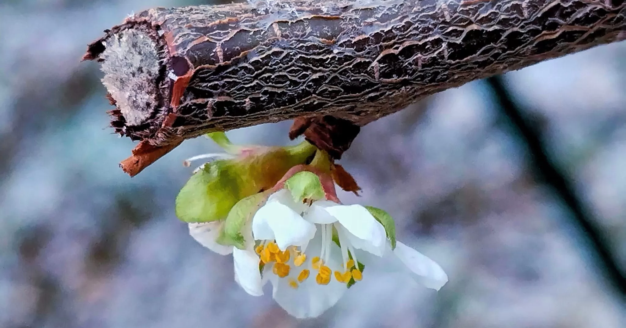"1 грудня раптом настала весна...". Україна,  Харків / Фото Facebook Alexandr Fandikov