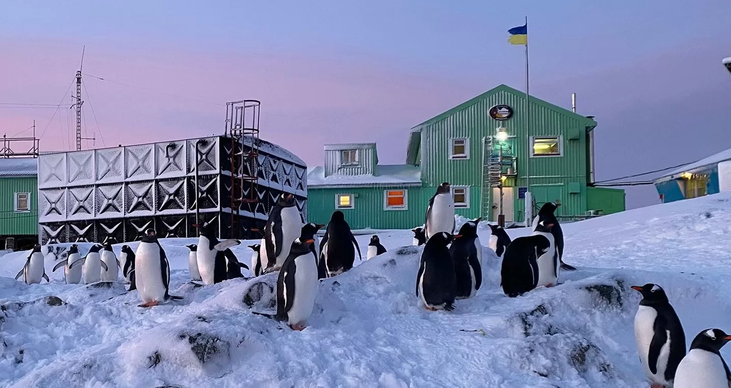 Пінгвіни поблизу антарктичної станції "Академік Вернадський" / Фото: Національний антарктичний науковий центр