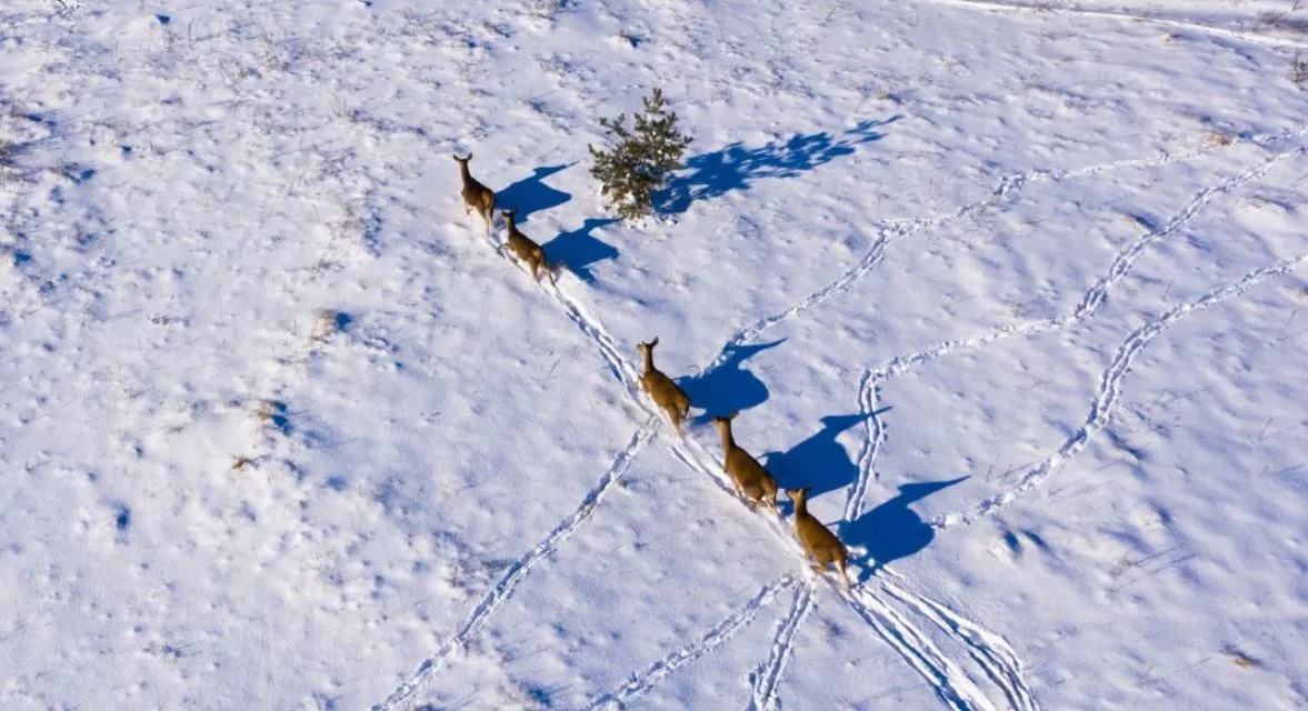 Дикі олені у Чорнобильському заповіднику / Фото: Чорнобильський Радіаційно-екологічний Біосферний Заповідник
