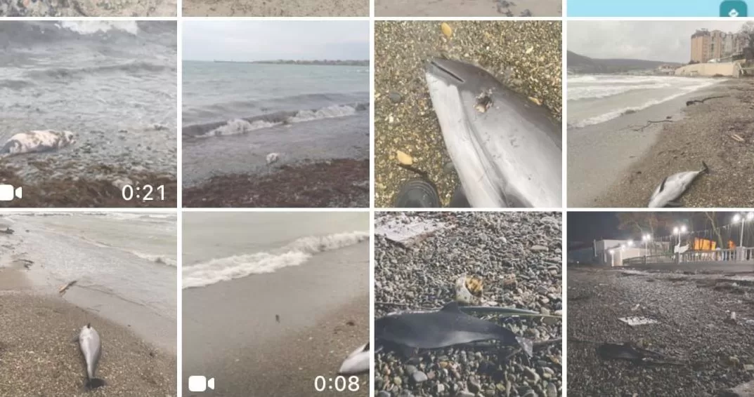 Dead dolphins washed ashore in Crimea / Delphi