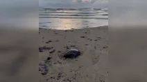 Oil-contaminated beach in Anapa / Screenshot from video