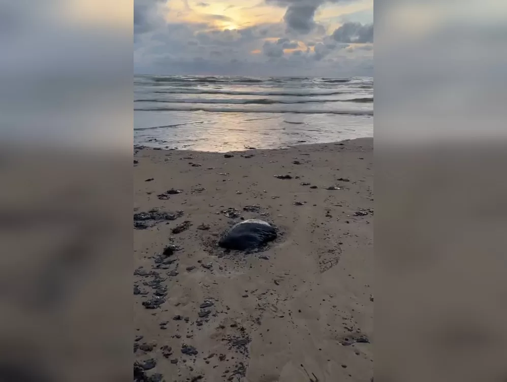 Oil-contaminated beach in Anapa / Screenshot from video
