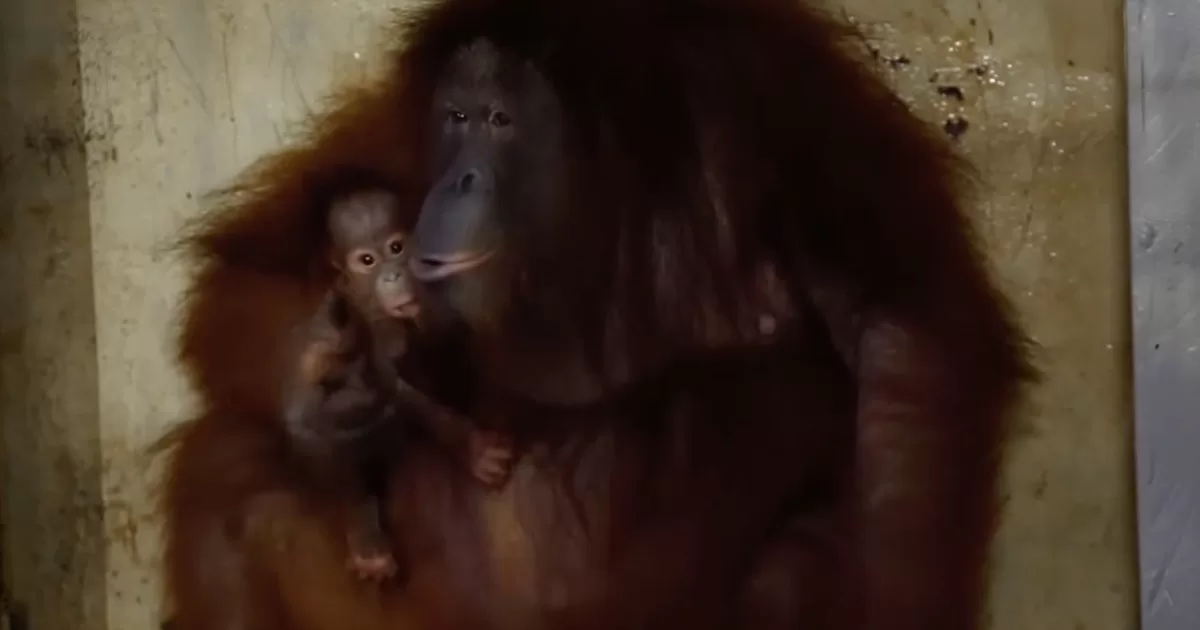 У орангутанов Фельдман Экопарк впервые за пять лет родился детеныш / Скриншот видео
