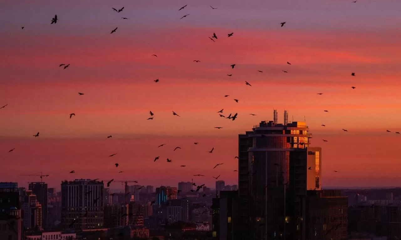 Закат солнца в Киеве / Фото: qt.photo/nstagram