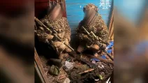 Українській військові захопили трофеї на позиціях ліквідованих окупантів на Курщині / Фото: ССО