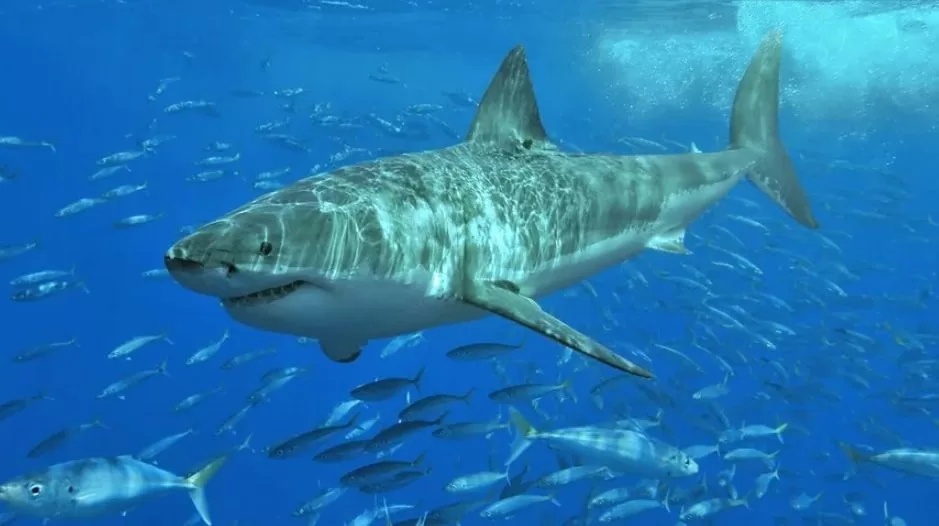 Акула / Фото: Wikimedia