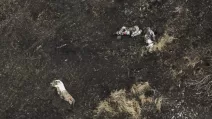 Remains of ‘legendary’ Russian paratroopers and marines scattered in the fields and plantations of Kursk region / Photo by the 47th Separate Mechanised Brigade ‘Magura’