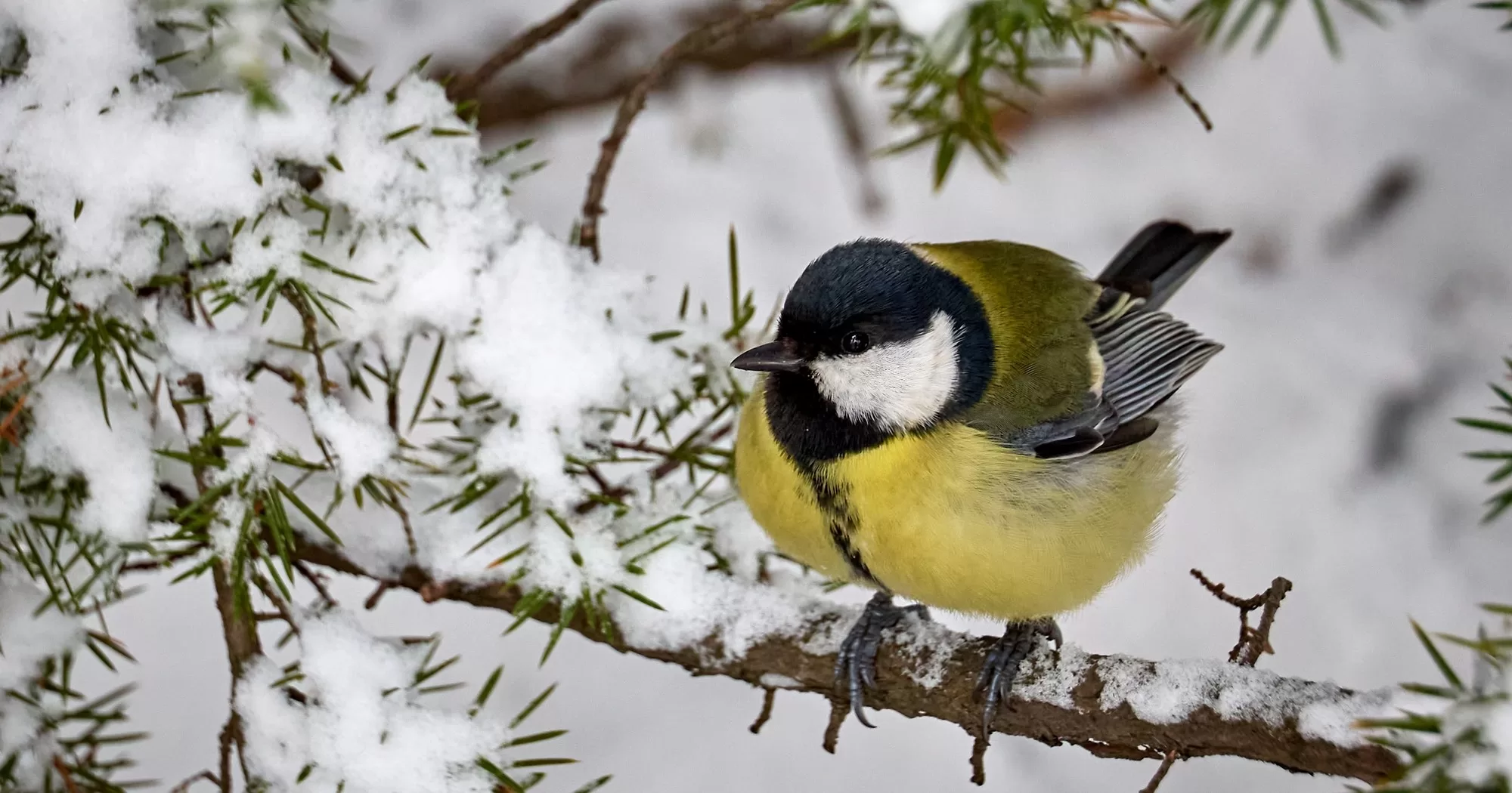 Харьковская синица / Фото Сергей Козлов