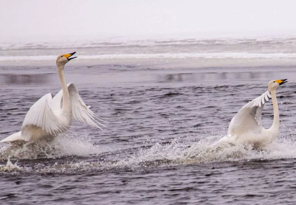Лебеді у Чорнобильському заповіднику / Фото: Чорнобильський Радіаційно-екологічний Біосферний Заповідник
