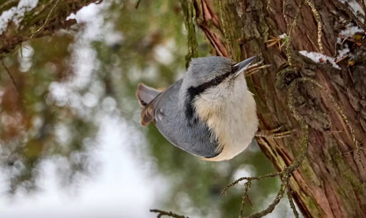 Повзик звичайний / Фото: facebook/Сергій Козлов