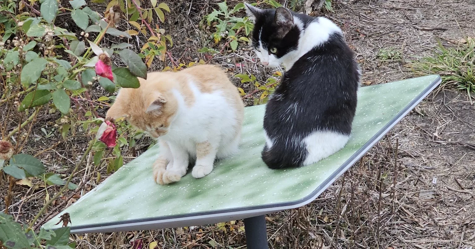 Ілюстративне фото / Фото @__antares_