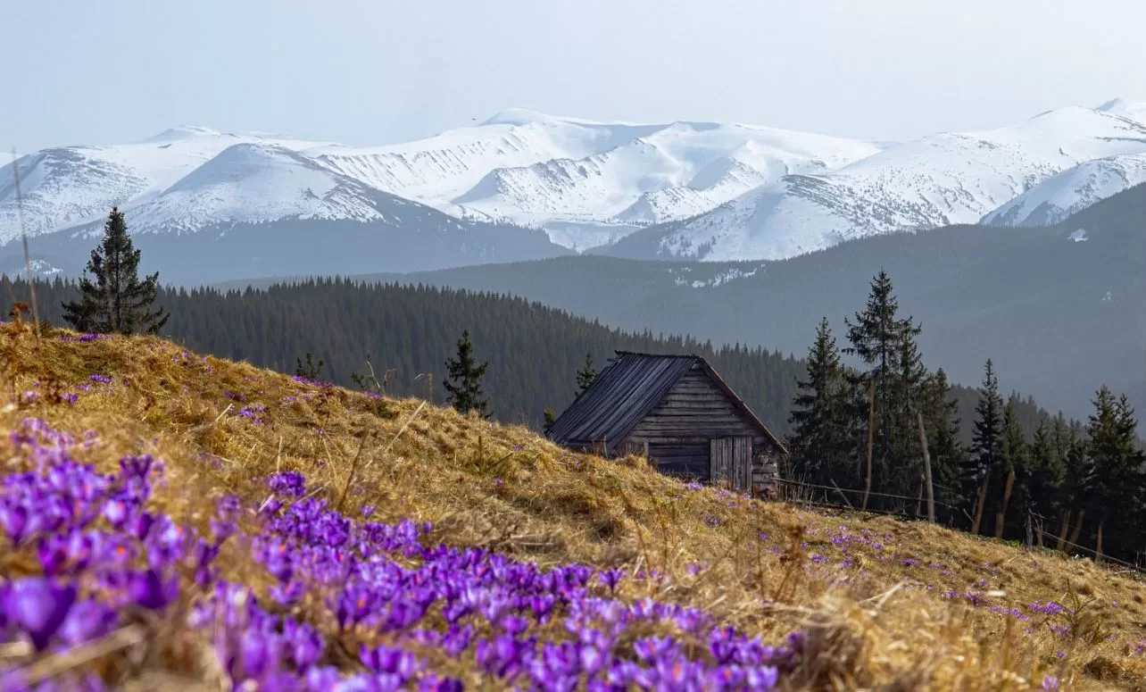 Весна на полонинах Карпат / Фото: utah_names / Instagram