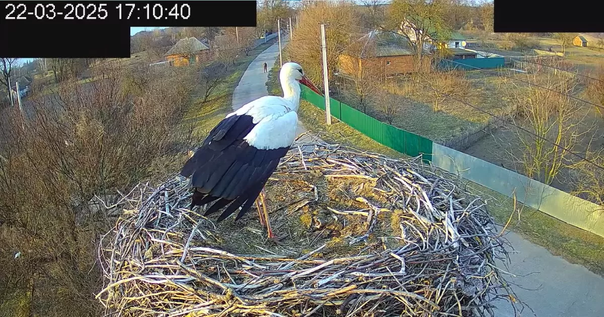 Лелека Грицько повернувся в рідні Леляки / Скриншот трансляції