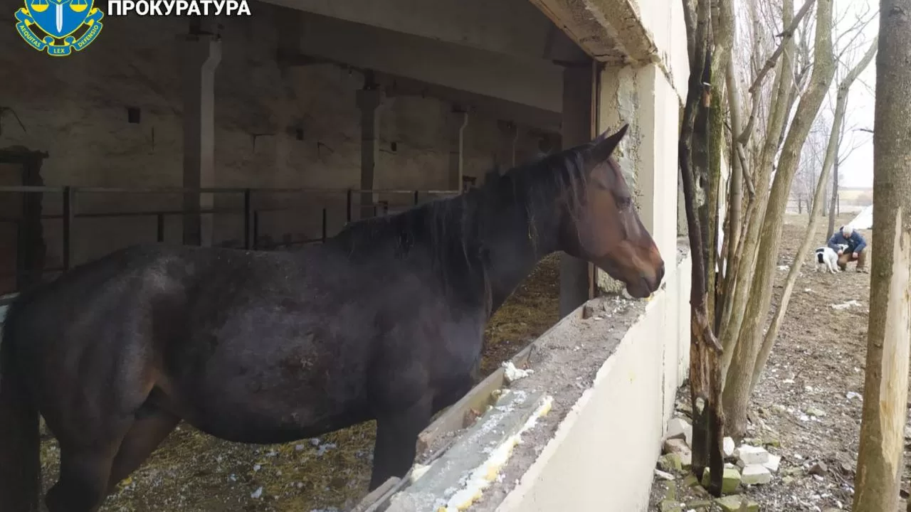Оккупанты атаковали дроном приют для эвакуированных животных / Фото: Харьковская областная прокуратура