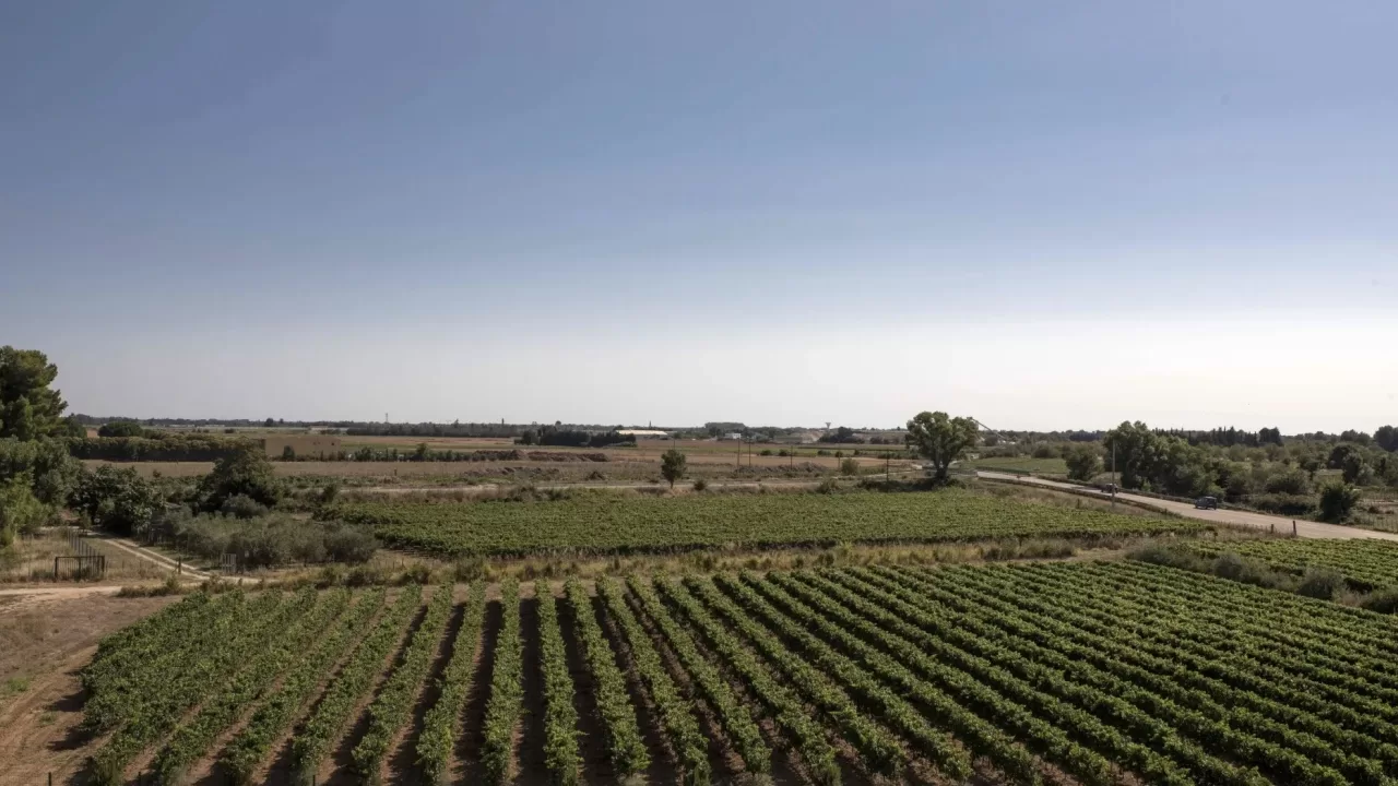Виноградники Cave Héraclès, крупнейшего во Франции кооператива по производству органических вин / Фото Bloomberg