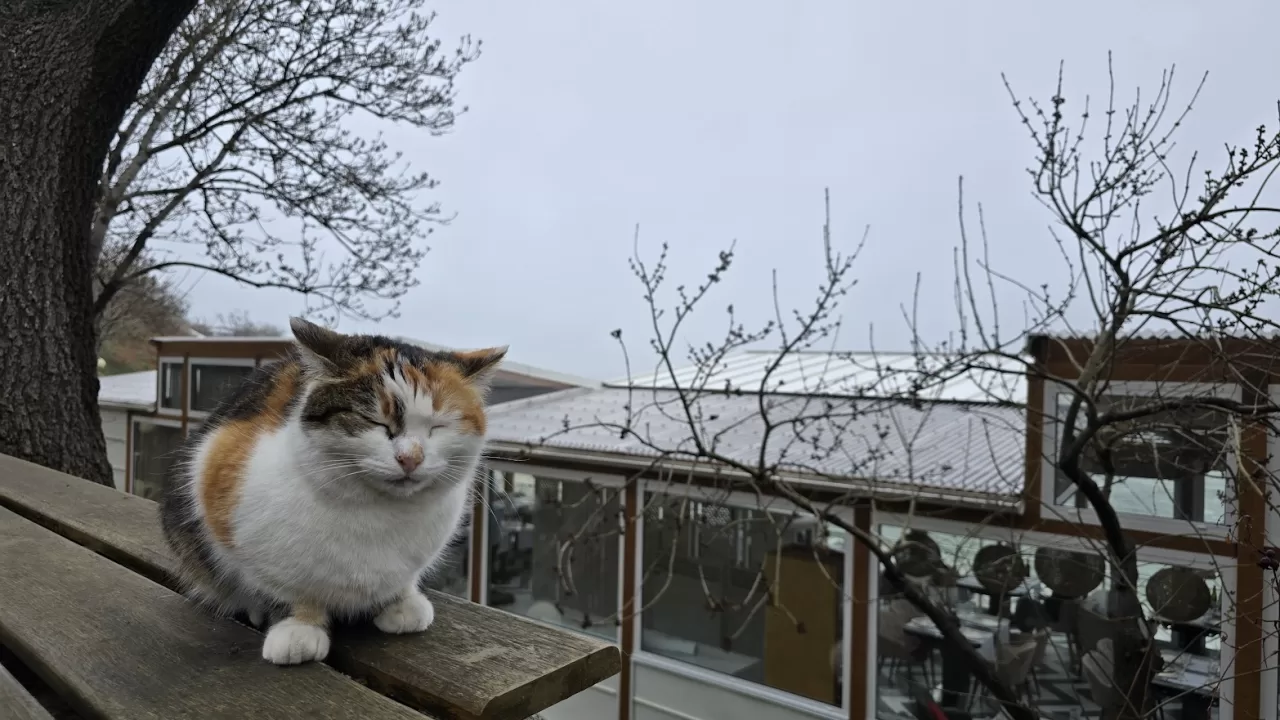 Весна в Одессе / Фото: Головне в Україні