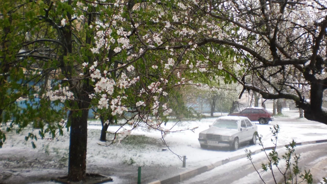 Zaporizhzhia. Frost and snow on 22 April 2017 / Photo by Anatoliy Serdyuk