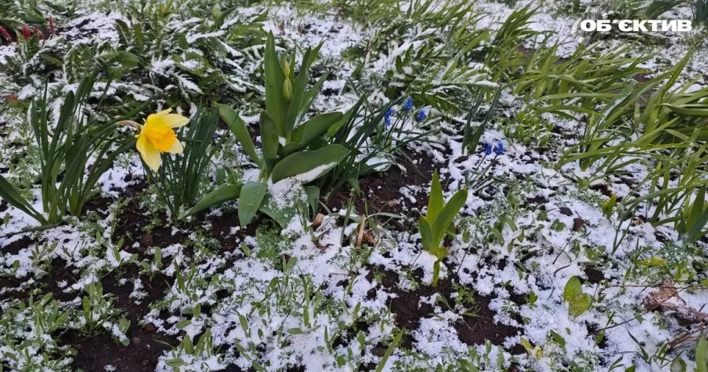 Непогода в Харькове и области - снегопад укрывает цветущие сады и клумбы. 8 апреля 2025 года / Фото МГ Объектив