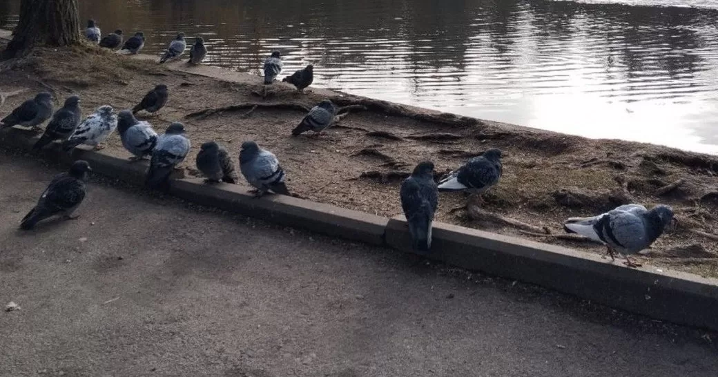 Голуби в Ровно / Фото Суспільне Рівне