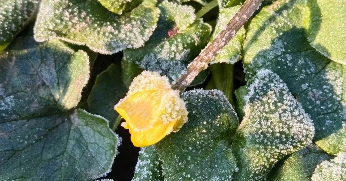 Суми вранці / Фото Facebook Надія Косенко