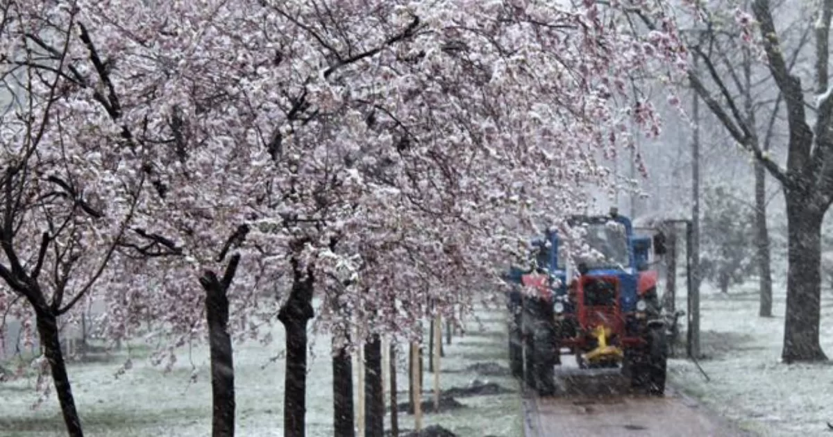 Київ, парк “Кіото”, 10 квітня 2025 / Фото Facebook Ivanenko Ludmila