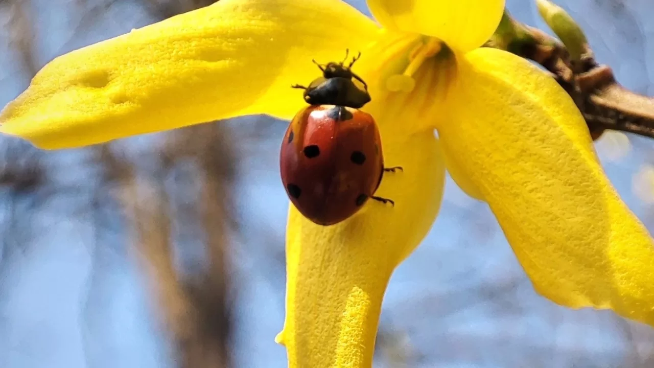 Ілюстративне фото / Фото Facebook Denis Aks