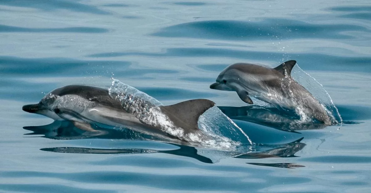 Дельфины / Иллюстративное фото Pexels