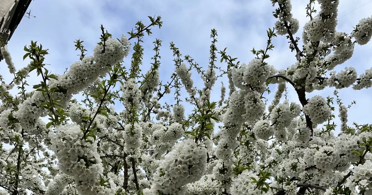 Цветет черешня / Фото Glavnoe.in.ua