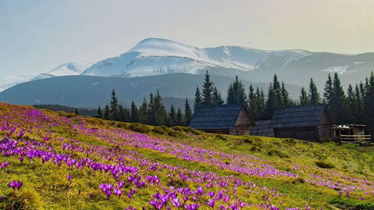 Говерла на фоне цветения крокусов / Фото: utah_names / Instagram