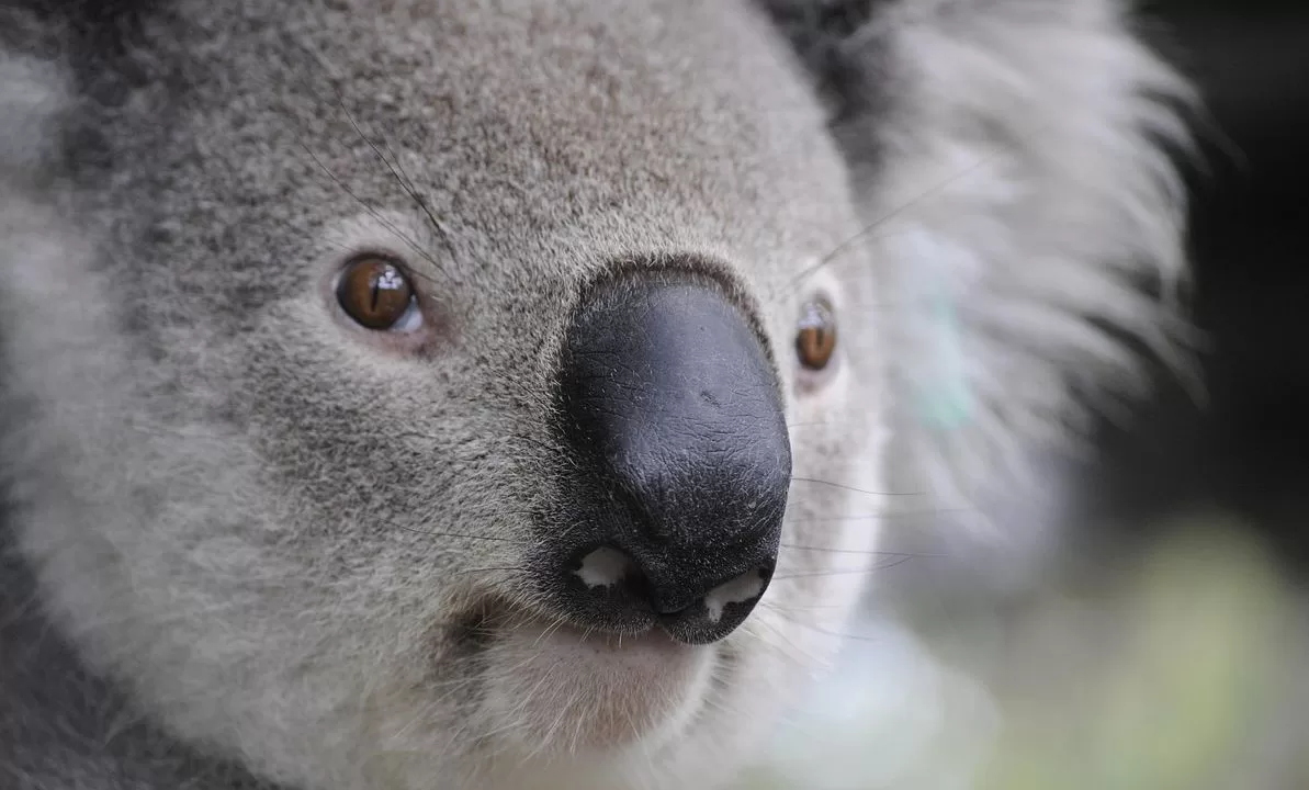 Коала / Фото: Pixabay
