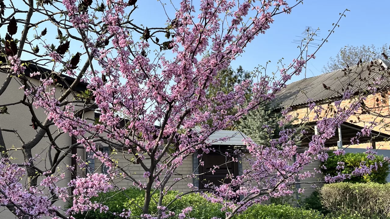 Сакура. Харків / Фото Glavnoe.in.ua