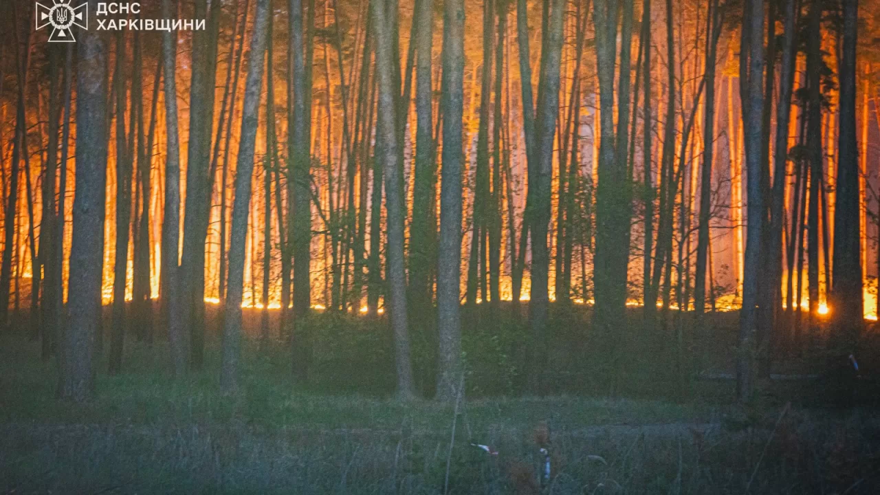 Лісова пожежа / Ілюстративне фото ДСНС