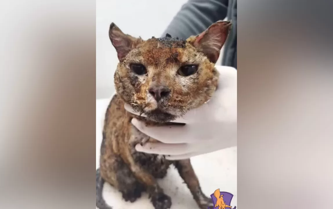 Врятований в Шевченківському районі Києва кіт / Фото: Kyiv Animal Rescue Group 