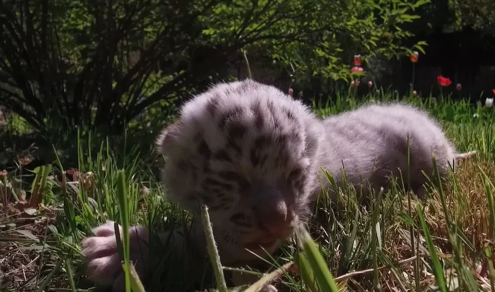 Пополнение в семье белых тигров в харьковском Экопарке / Скриншот