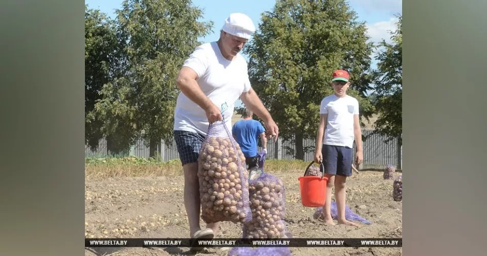 Лукашенко і карртопля / Фото БелТА