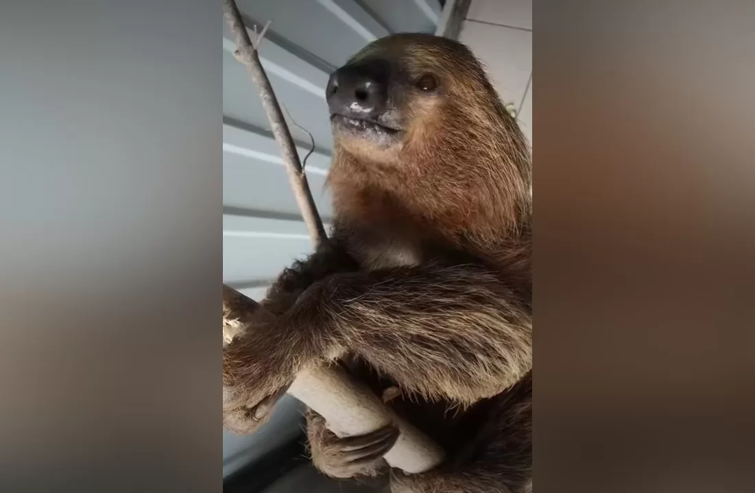 В харьковском экопарке появились ленивцы из Перу / Скриншот