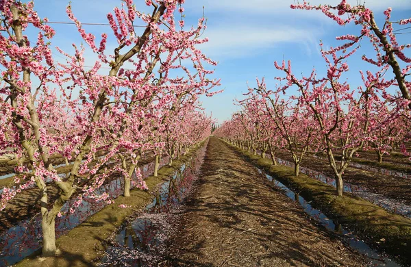 Цветущий персиковый сад / Фото иллюстративное: Depositphotos