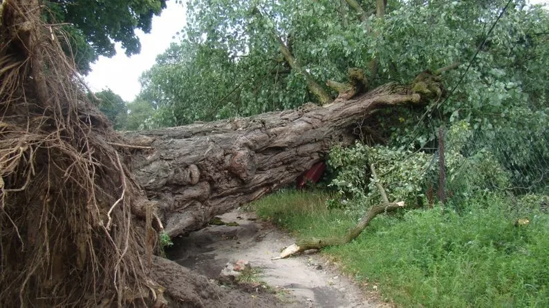 Поваленное дерево / Фото иллюстративное: volynnews.com